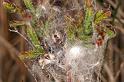 Dictyna_arudinacea_D7395_Z_87_NP De Hoge Veluwe_Nederland